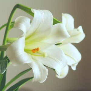 Lirio Blanco
