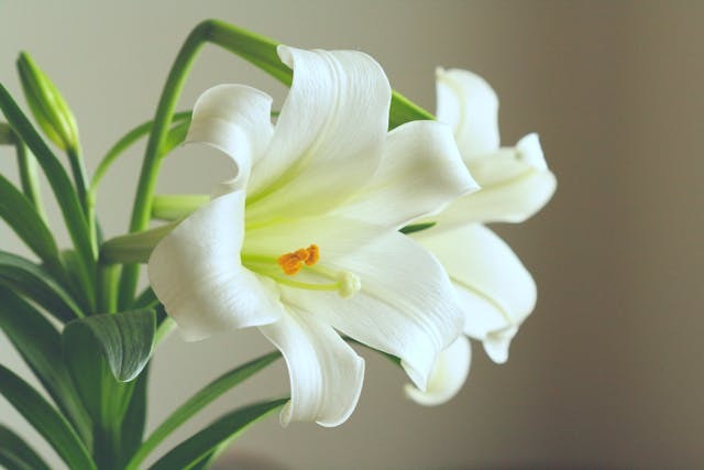 Lirio Blanco