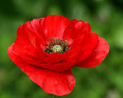 Amapola
