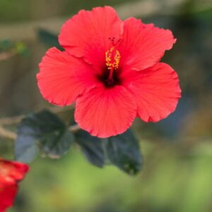 Hibisco