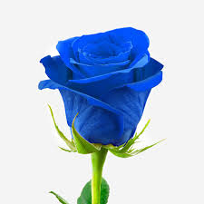 Rosa Azul