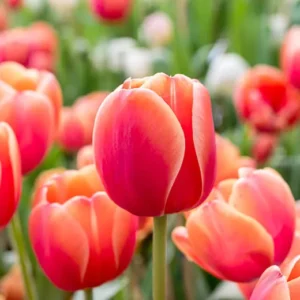 Tulipán