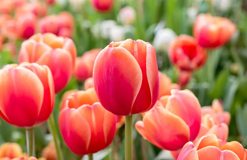 Tulipán