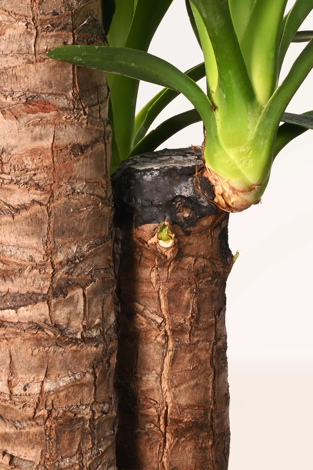 Yuca - Imagen 2